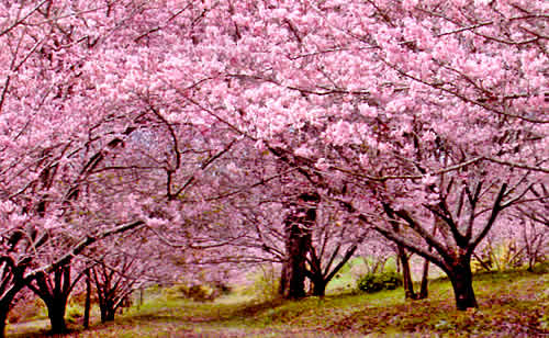 coroa de flores cemitério parque das cerejeiras